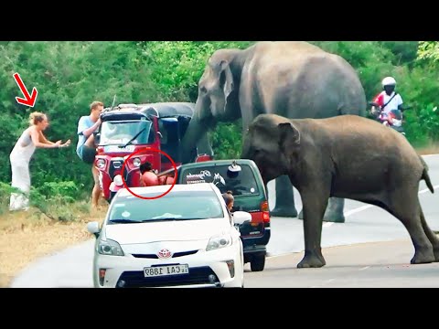 Unexpected moment: Wild elephant causes highway chaos