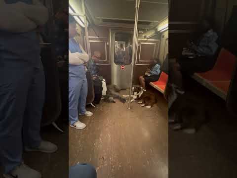 “Ruff Morning Surprise Commute: NYC Stunned Subway Riders Share Ride with Giant Snoozing Dogs!”